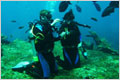 Bali Best - Pigmy Bali Diving