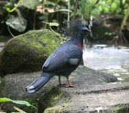 Bali Zoo