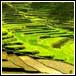 rice terrace tracking