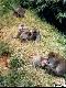 [Pic: monkeys in grass,
 preening] 