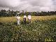 [Picture: Mum in ricefield] 