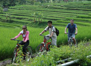 Losari - Cycling on Village