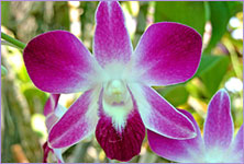 bali orchid garden, denpasar,bali
