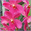 bali orchid garden, denpasar,bali
