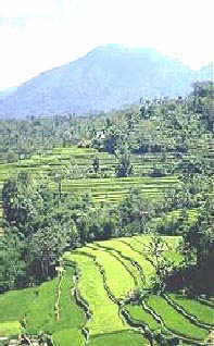 Rice Terrace