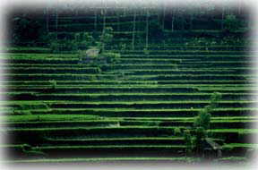 Rice Terrace